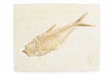 Detailed Fossil Fish (Diplomystus) - Wyoming #361086-1